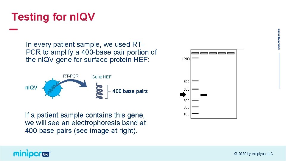 Testing for n. IQV In every patient sample, we used RTPCR to amplify a