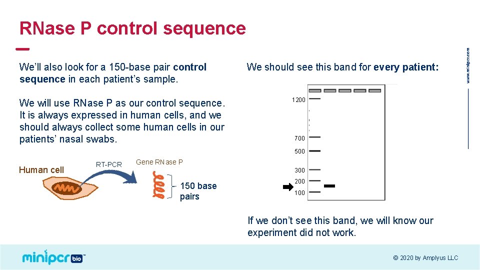 RNase P control sequence We’ll also look for a 150 -base pair control sequence RNase P control sequence We’ll also look for a 150 -base pair control sequence