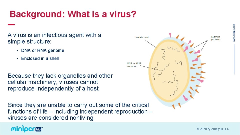 Background: What is a virus? A virus is an infectious agent with a simple