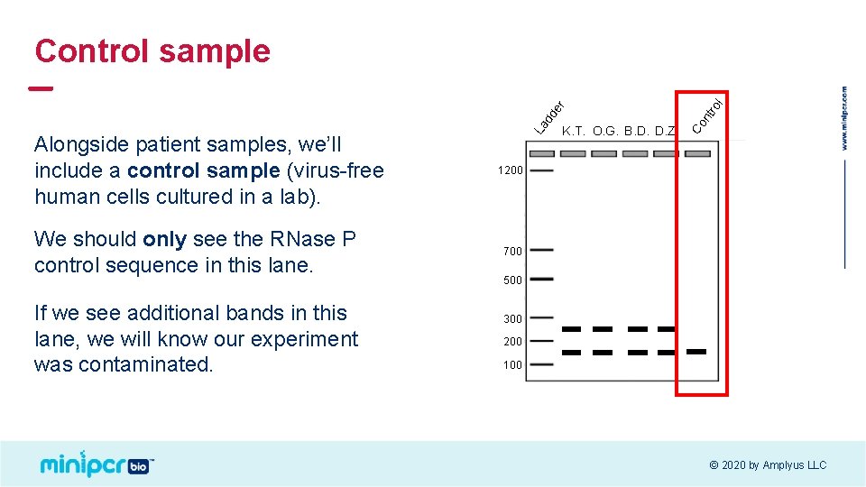 We should only see the RNase P control sequence in this lane. If we