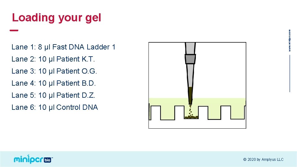 Loading your gel Lane 1: 8 μl Fast DNA Ladder 1 Lane 2: 10