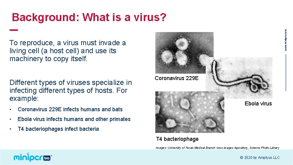 Background: What is a virus? To reproduce, a virus must invade a living cell