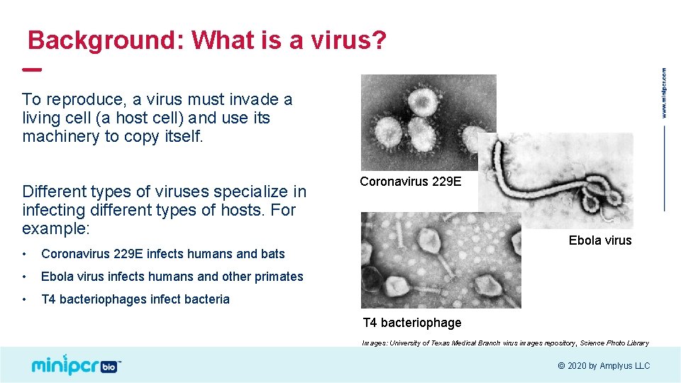 Background: What is a virus? To reproduce, a virus must invade a living cell Background: What is a virus? To reproduce, a virus must invade a living cell