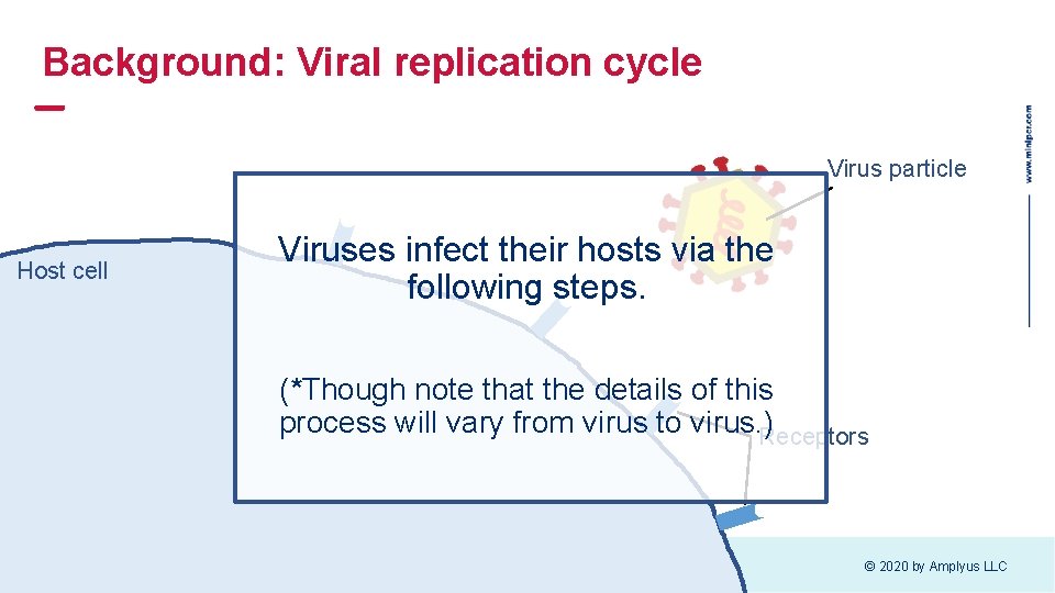 Background: Viral replication cycle Virus particle Host cell Viruses infect their hosts via the