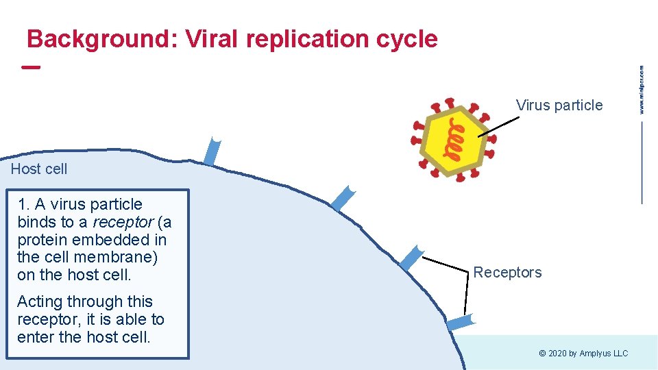 Background: Viral replication cycle Virus particle Host cell 1. A virus particle binds to