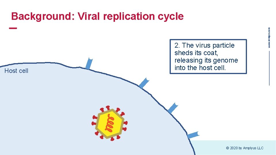 Background: Viral replication cycle Host cell 2. The virus particle sheds its coat, releasing