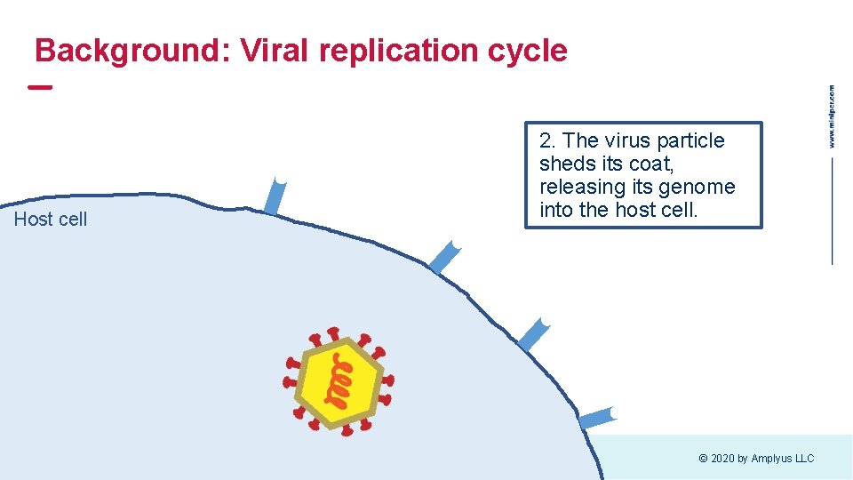 Background: Viral replication cycle Host cell 2. The virus particle sheds its coat, releasing Background: Viral replication cycle Host cell 2. The virus particle sheds its coat, releasing