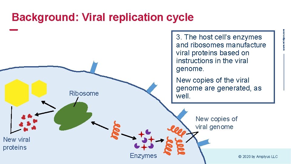 Background: Viral replication cycle 3. The host cell’s enzymes and ribosomes manufacture viral proteins