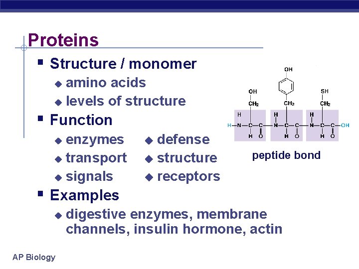 Proteins § Structure / monomer amino acids u levels of structure u § Function