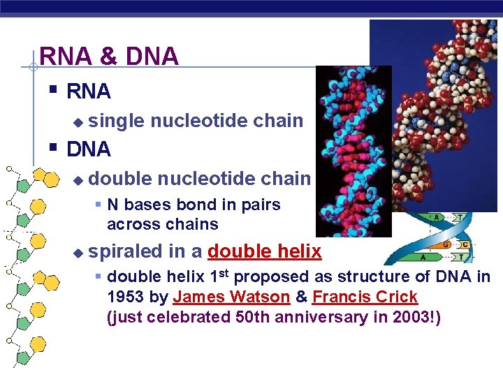 RNA & DNA § RNA u single nucleotide chain § DNA u double nucleotide