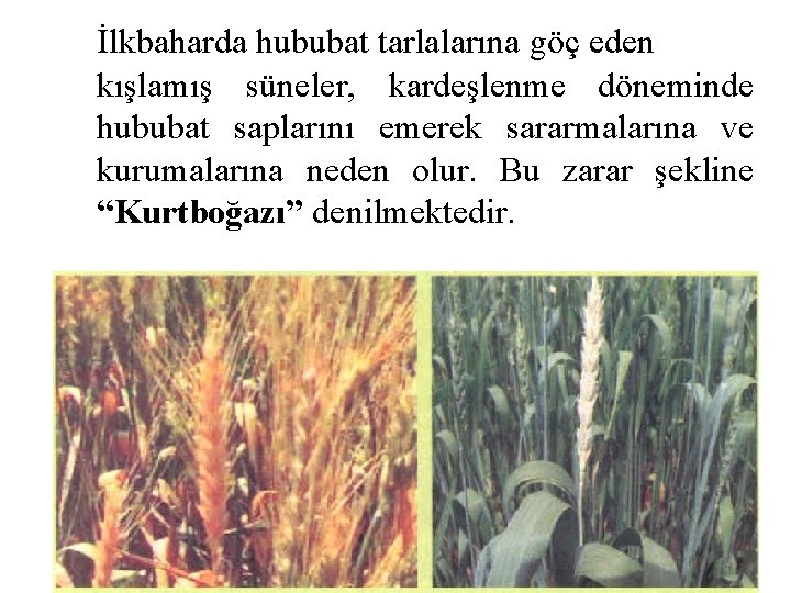 İlkbaharda hububat tarlalarına göç eden kışlamış süneler, kardeşlenme döneminde hububat saplarını emerek sararmalarına ve