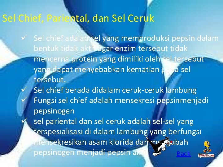 Sel Chief, Pariental, dan Sel Ceruk ü Sel chief adalah sel yang memproduksi pepsin