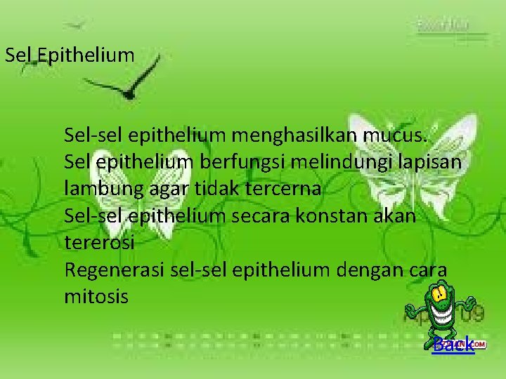 Sel Epithelium Sel-sel epithelium menghasilkan mucus. Sel epithelium berfungsi melindungi lapisan lambung agar tidak