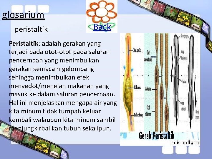 glosarium peristaltik Back Peristaltik: adalah gerakan yang terjadi pada otot-otot pada saluran pencernaan yang