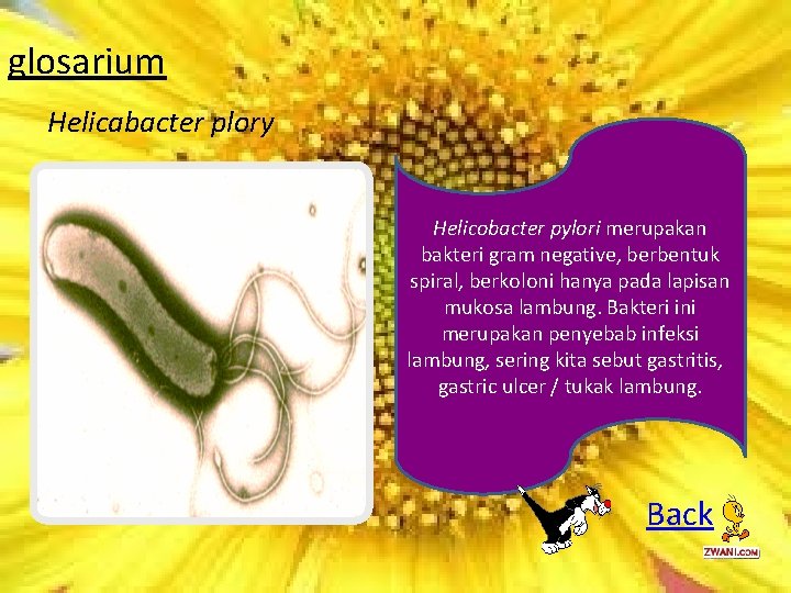 glosarium Helicabacter plory Helicobacter pylori merupakan bakteri gram negative, berbentuk spiral, berkoloni hanya pada