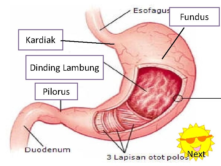 Fundus Kardiak Dinding Lambung Pilorus Next 