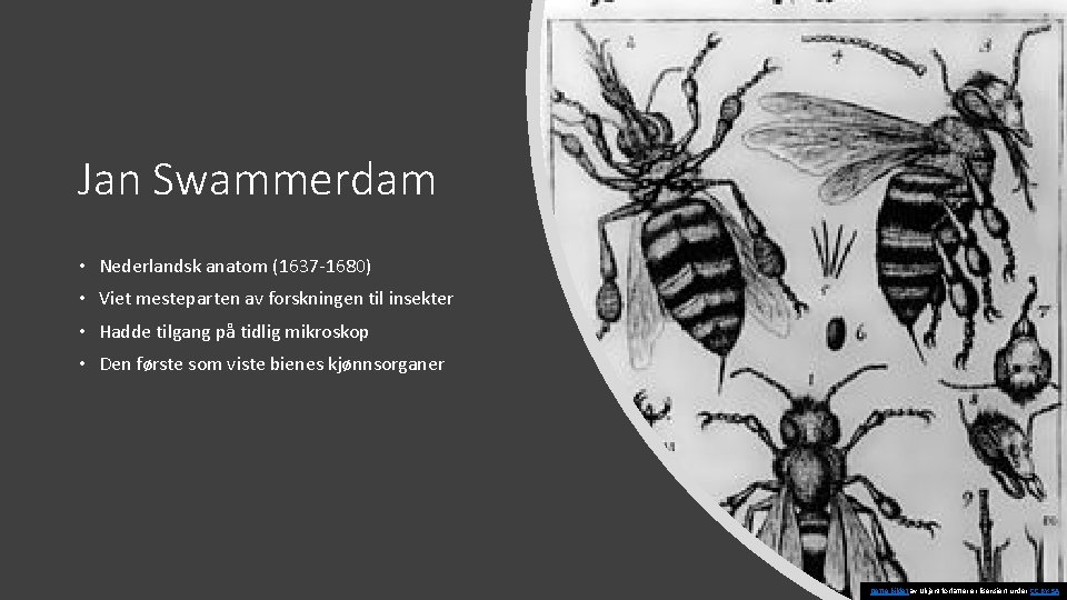 Jan Swammerdam • Nederlandsk anatom (1637 -1680) • Viet mesteparten av forskningen til insekter