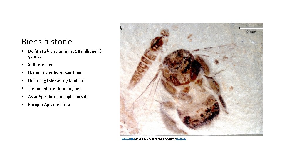 Biens historie • De første biene er minst 50 millioner år gamle. • Solitære