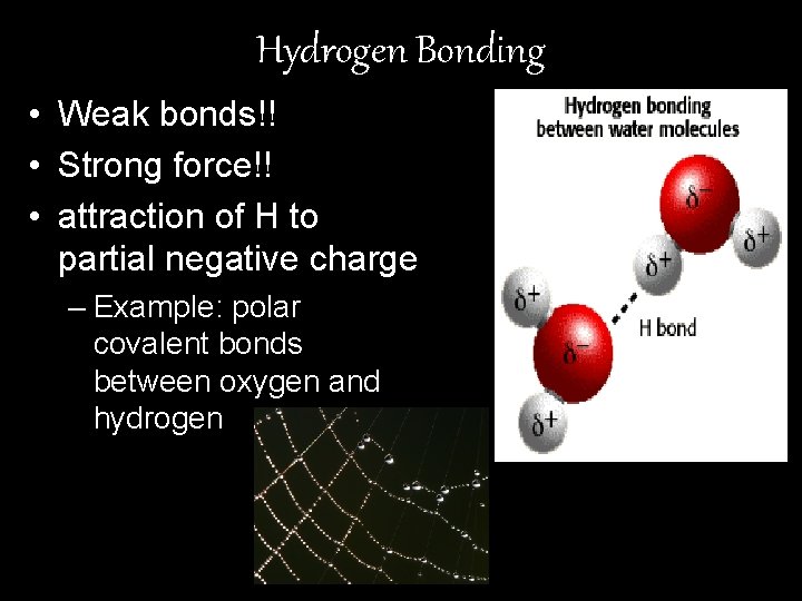 Hydrogen Bonding • Weak bonds!! • Strong force!! • attraction of H to partial