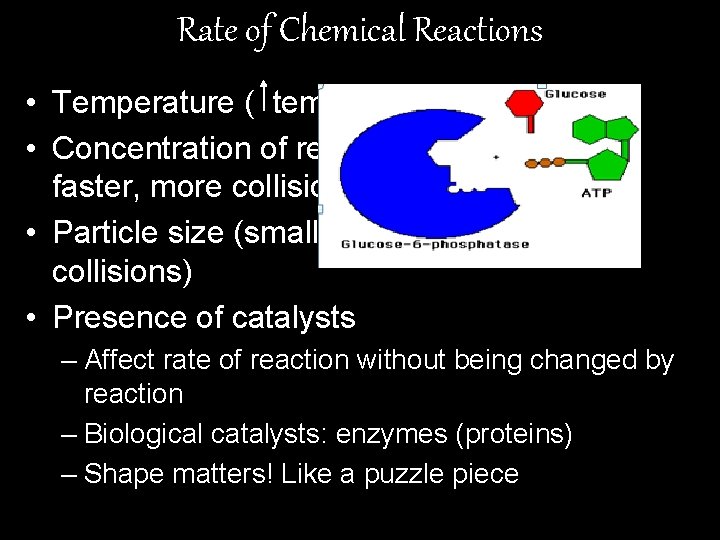 Rate of Chemical Reactions • Temperature ( temp increases collisions) • Concentration of reactants