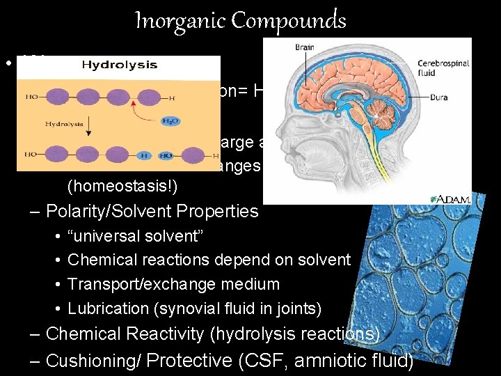 Inorganic Compounds • Water – Cohesion and Adhesion= High surface tension – High Heat