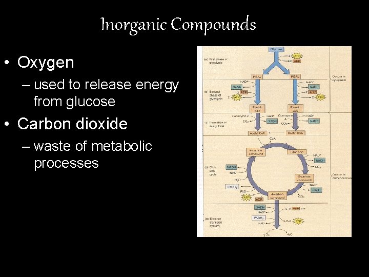 Inorganic Compounds • Oxygen – used to release energy from glucose • Carbon dioxide