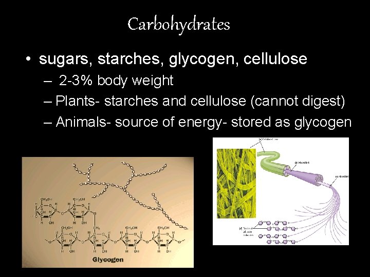 Carbohydrates • sugars, starches, glycogen, cellulose – 2 -3% body weight – Plants- starches