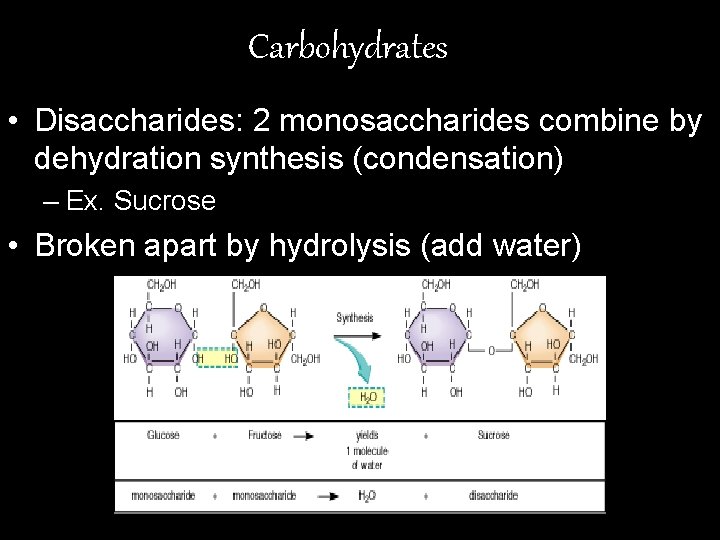 Carbohydrates • Disaccharides: 2 monosaccharides combine by dehydration synthesis (condensation) – Ex. Sucrose •