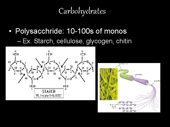 Carbohydrates • Polysacchride: 10 -100 s of monos – Ex. Starch, cellulose, glycogen, chitin