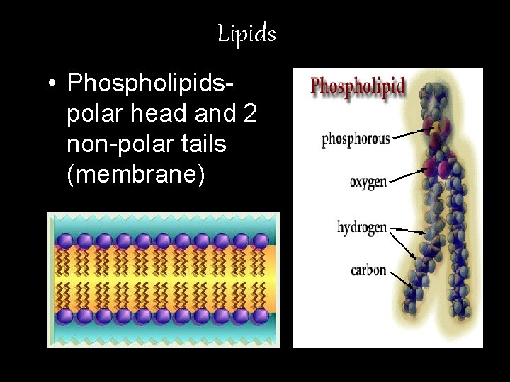 Lipids • Phospholipidspolar head and 2 non-polar tails (membrane) 