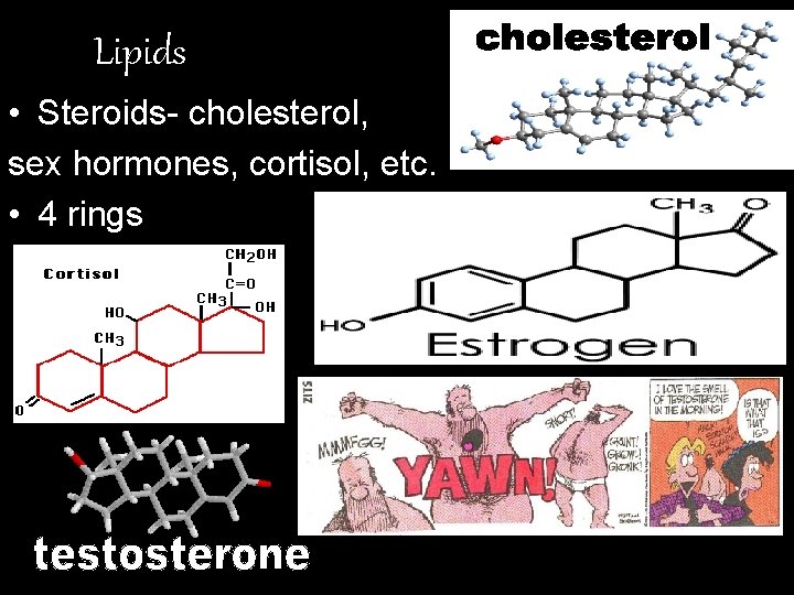 Lipids • Steroids- cholesterol, sex hormones, cortisol, etc. • 4 rings 