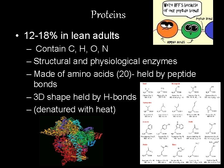 Proteins • 12 -18% in lean adults – Contain C, H, O, N –