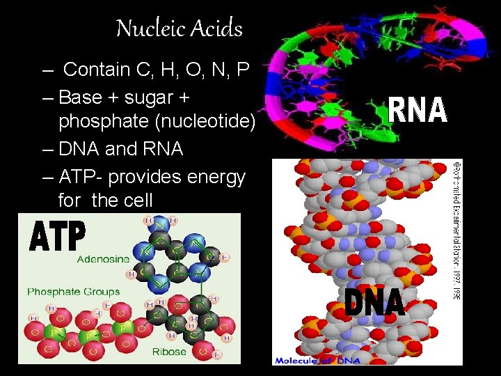 Nucleic Acids – Contain C, H, O, N, P – Base + sugar +