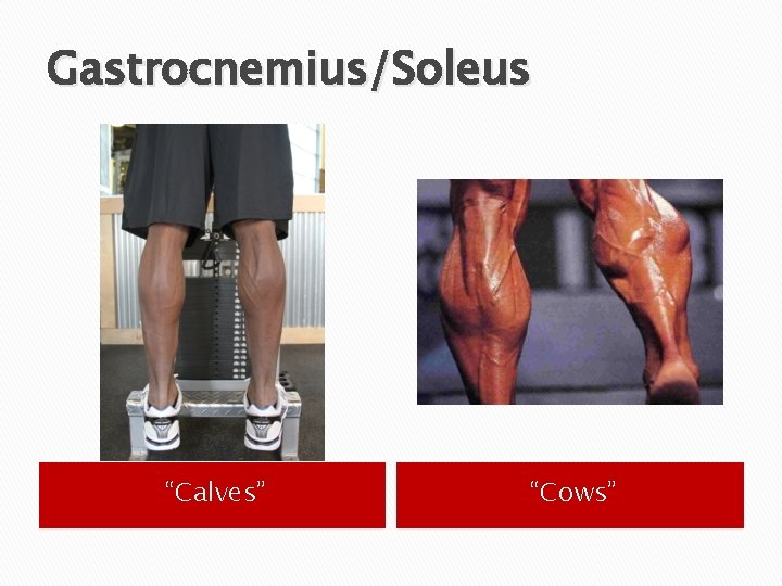Gastrocnemius/Soleus “Calves” “Cows” 