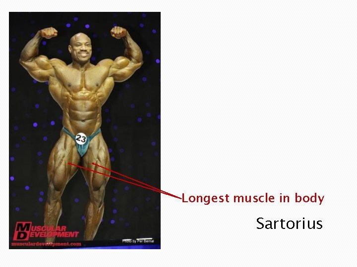 Longest muscle in body Sartorius 