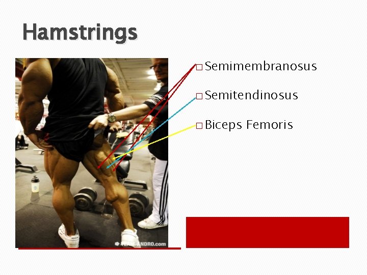 Hamstrings � Semimembranosus � Semitendinosus � Biceps Femoris 