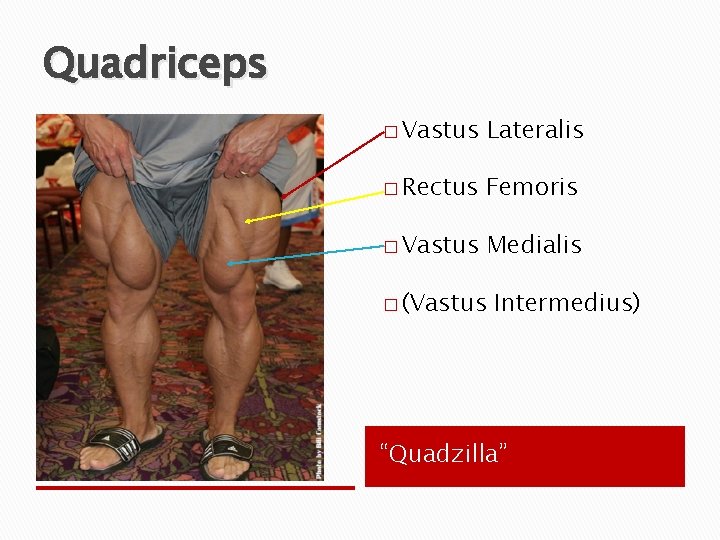 Quadriceps � Vastus Lateralis � Rectus Femoris � Vastus Medialis � (Vastus Intermedius) “Quadzilla”