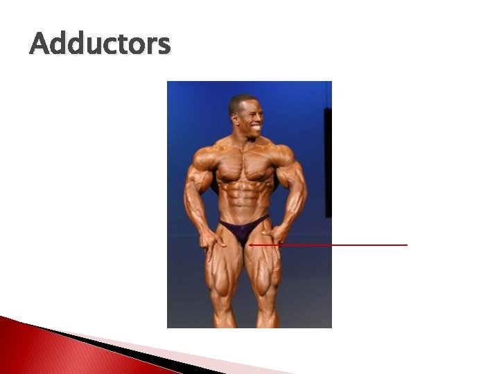 Adductors 