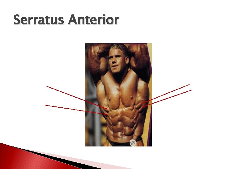 Serratus Anterior 