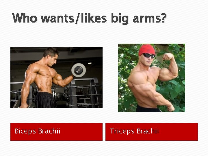 Who wants/likes big arms? Biceps Brachii Triceps Brachii 