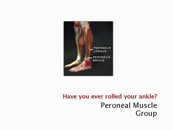 Have you ever rolled your ankle? Peroneal Muscle Group 