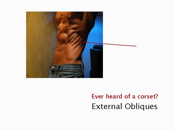 Ever heard of a corset? External Obliques 