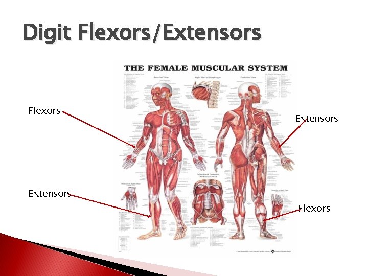 Digit Flexors/Extensors Flexors 