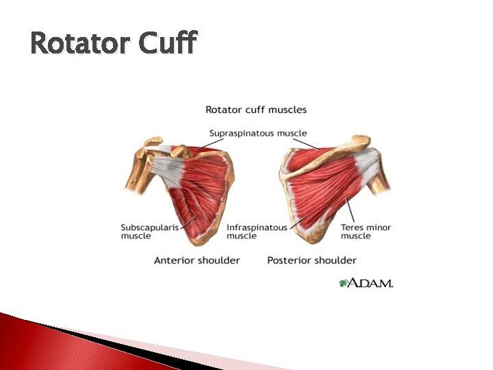 Rotator Cuff 