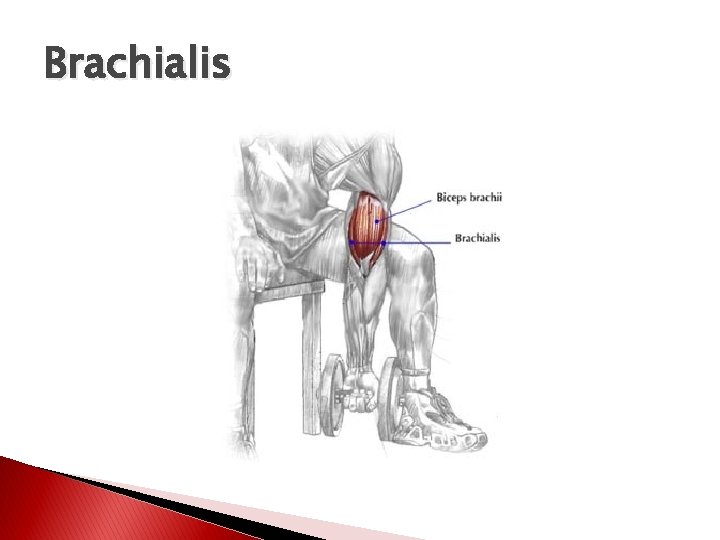 Brachialis 