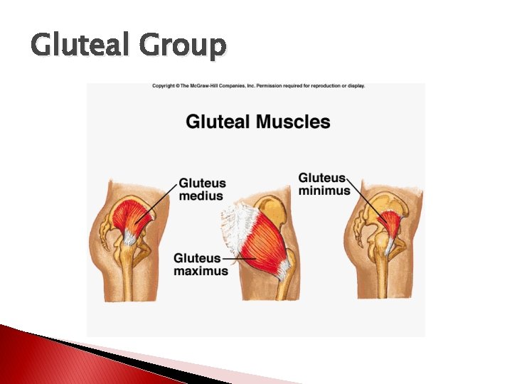Gluteal Group 