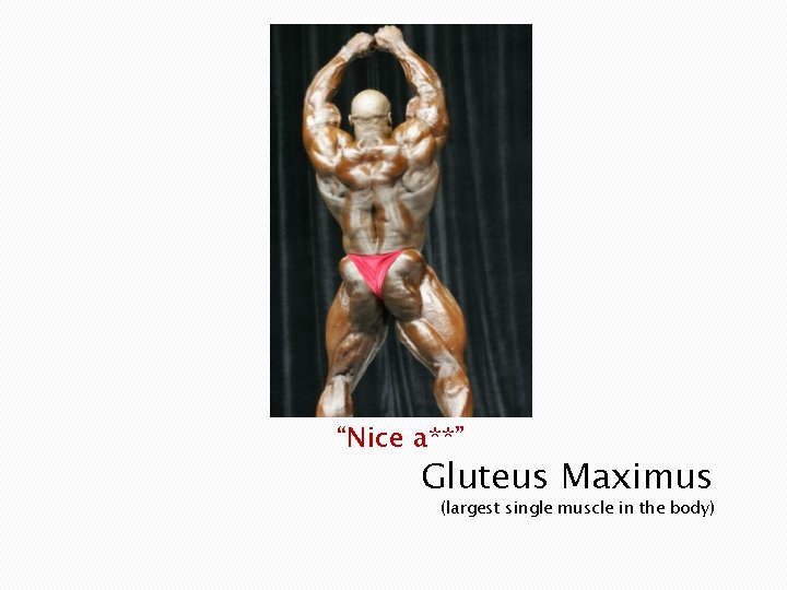 “Nice a**” Gluteus Maximus (largest single muscle in the body) 