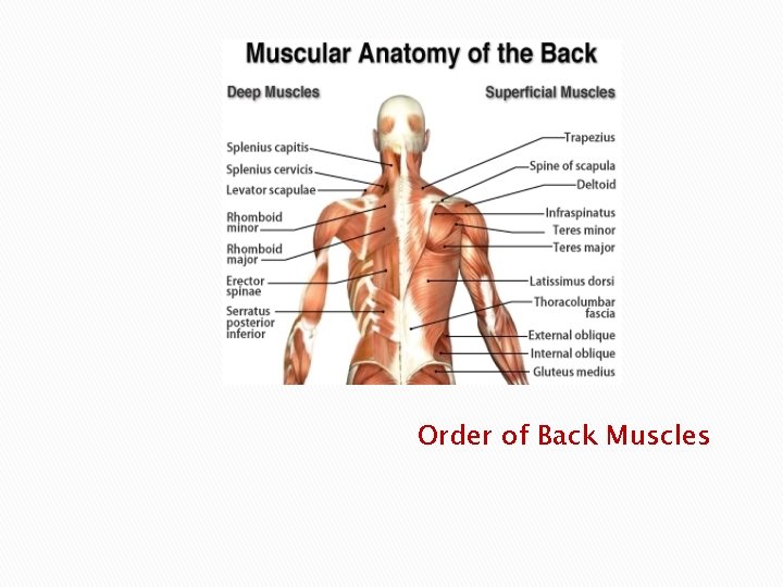Order of Back Muscles 
