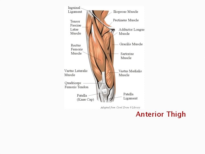 Anterior Thigh 