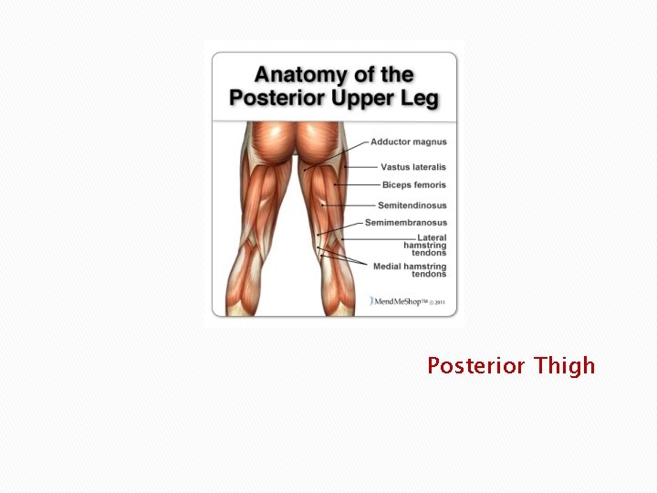 Posterior Thigh 